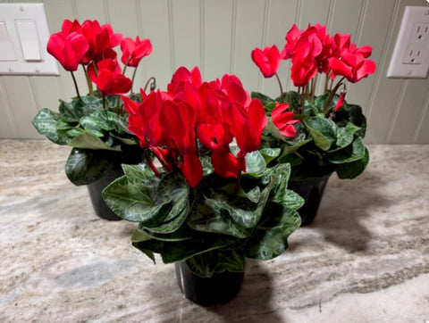 Cyclamen Potted Plant