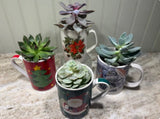 Merry Mug Succulent
