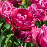 Tulip Bulbs for Forcing