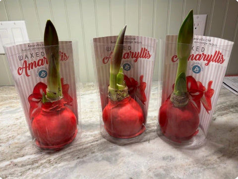 Waxed Amaryllis Bulbs