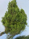 Evergreen Bunches