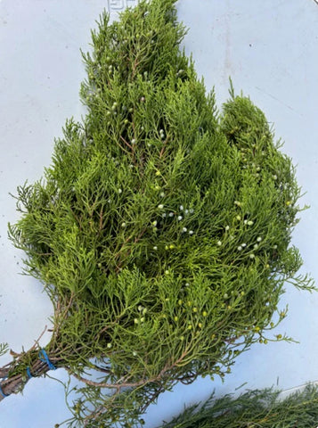 Evergreen Bunches