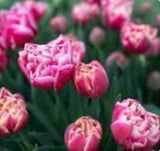 Tulip Bulbs for Forcing