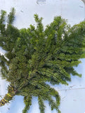 Evergreen Bunches