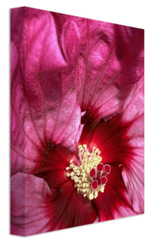 Crimson Hardy Hibiscus