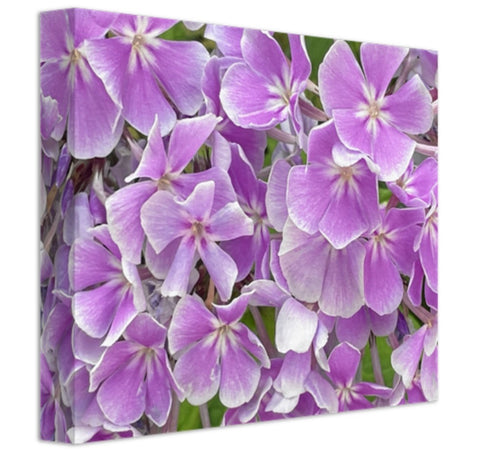 Purple Phlox