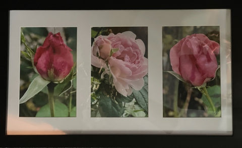 Rose Study Triptych