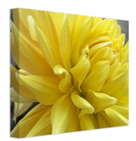Yellow Dahlia